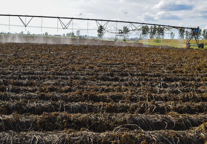 Irrigation rig in potato field