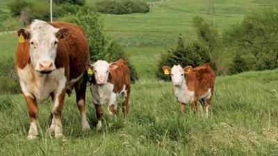 Kansas State cow-calf