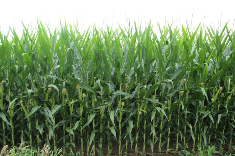 Granite Threshing Show (97).JPG