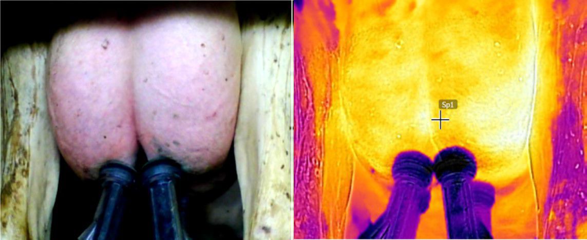 Infrared photo of udder
