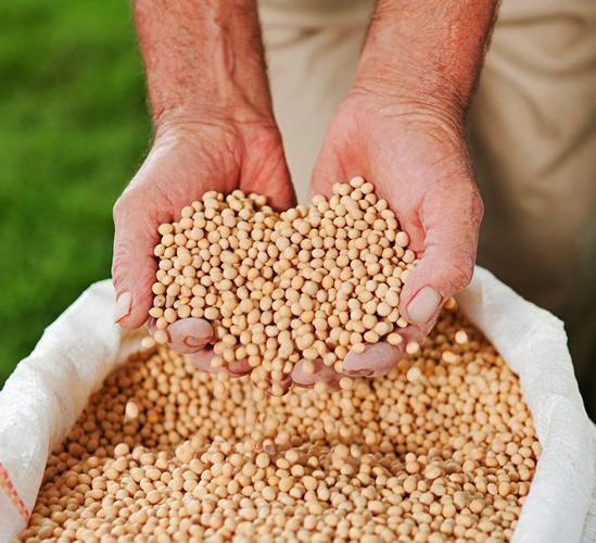 Calyxt gene-edited soybeans