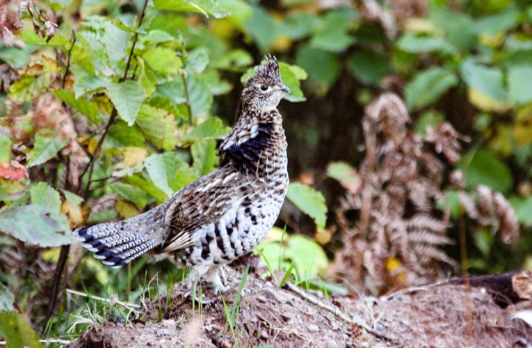 Grouse