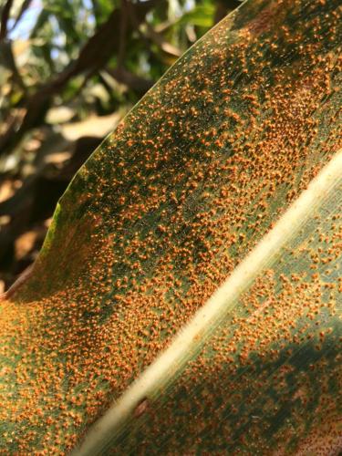 Southern rust on leaf