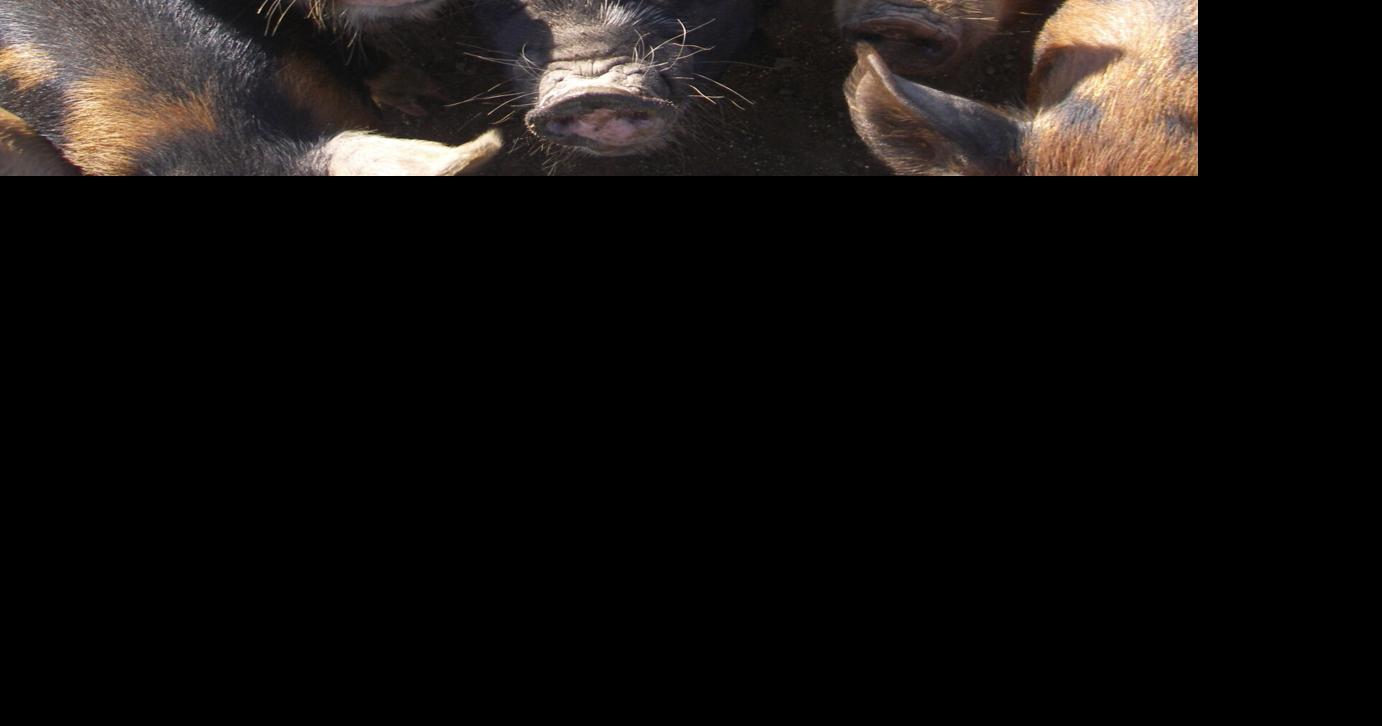 Pig litters offset farrowing cuts