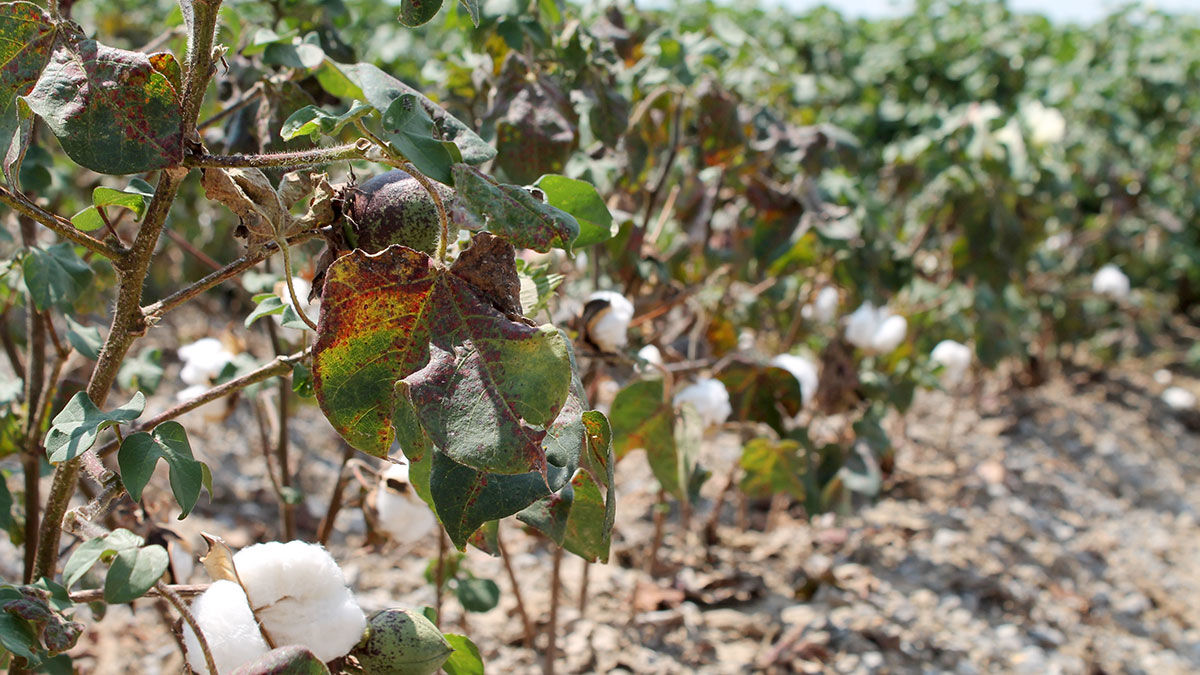 Missouri cotton, rice acres could rise