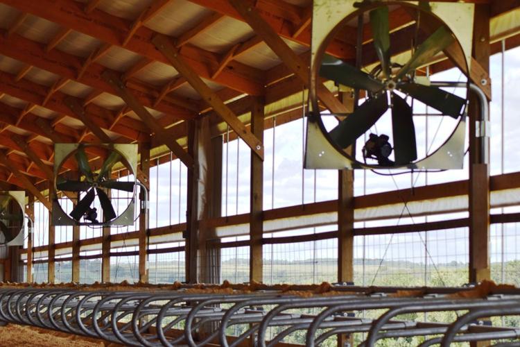 Freestall barn at Morning Dew Dairy