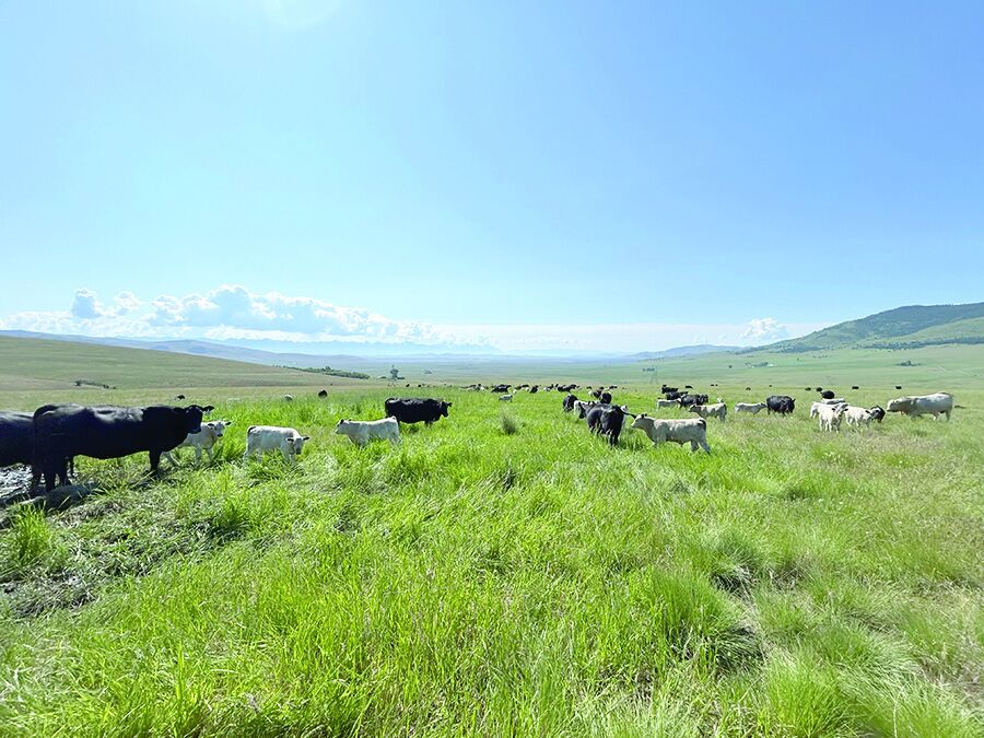 Environmental Stewardship