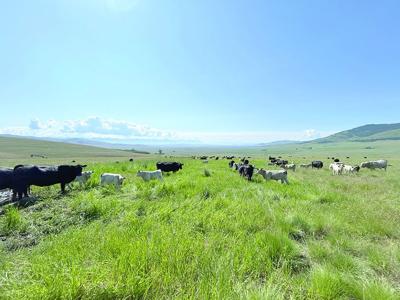 Environmental Stewardship