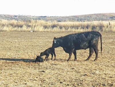 Calf twins
