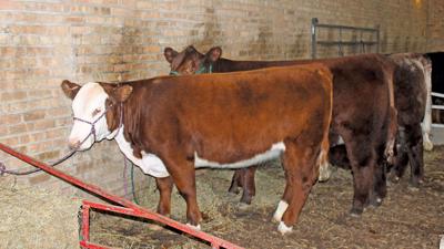 IL Beef Expo file photo