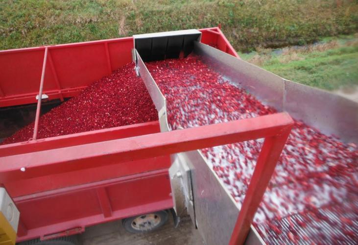 Cranberries rolling into truck