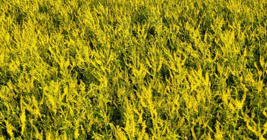 Bock one of four producers representing regenerative ag invited into Oval Office