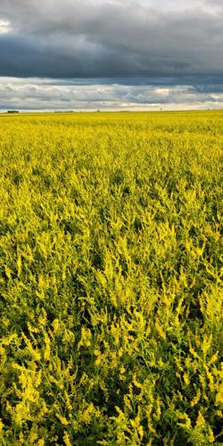 Yellow blossom sweet clover