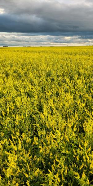 Bock one of four producers representing regenerative ag invited into Oval Office