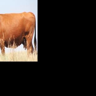 Why do I have so many open cows? Causes of reproductive failure