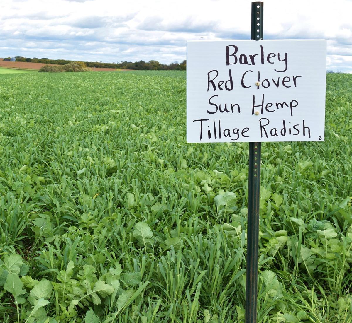 Cover crop plot