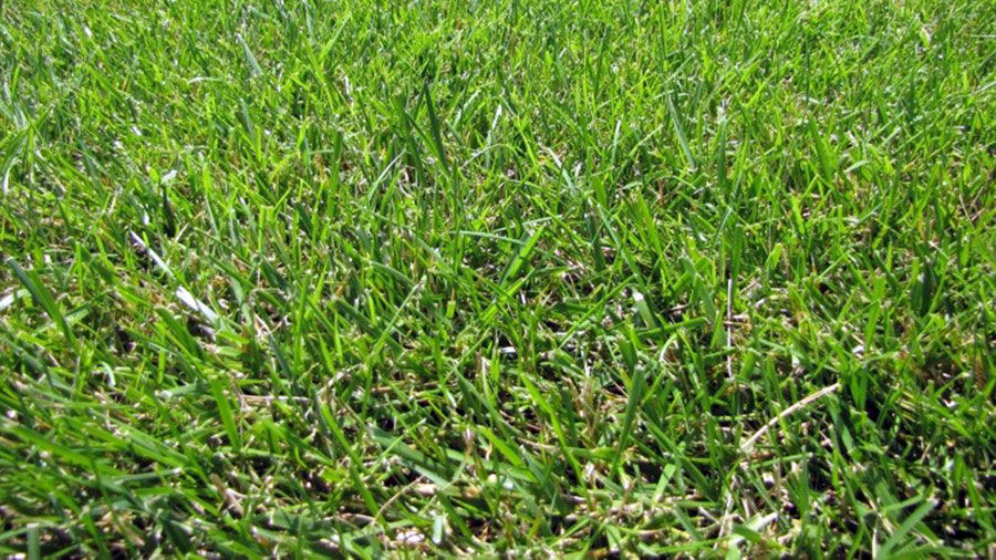 For fall fescue growth, hold off on N application until August