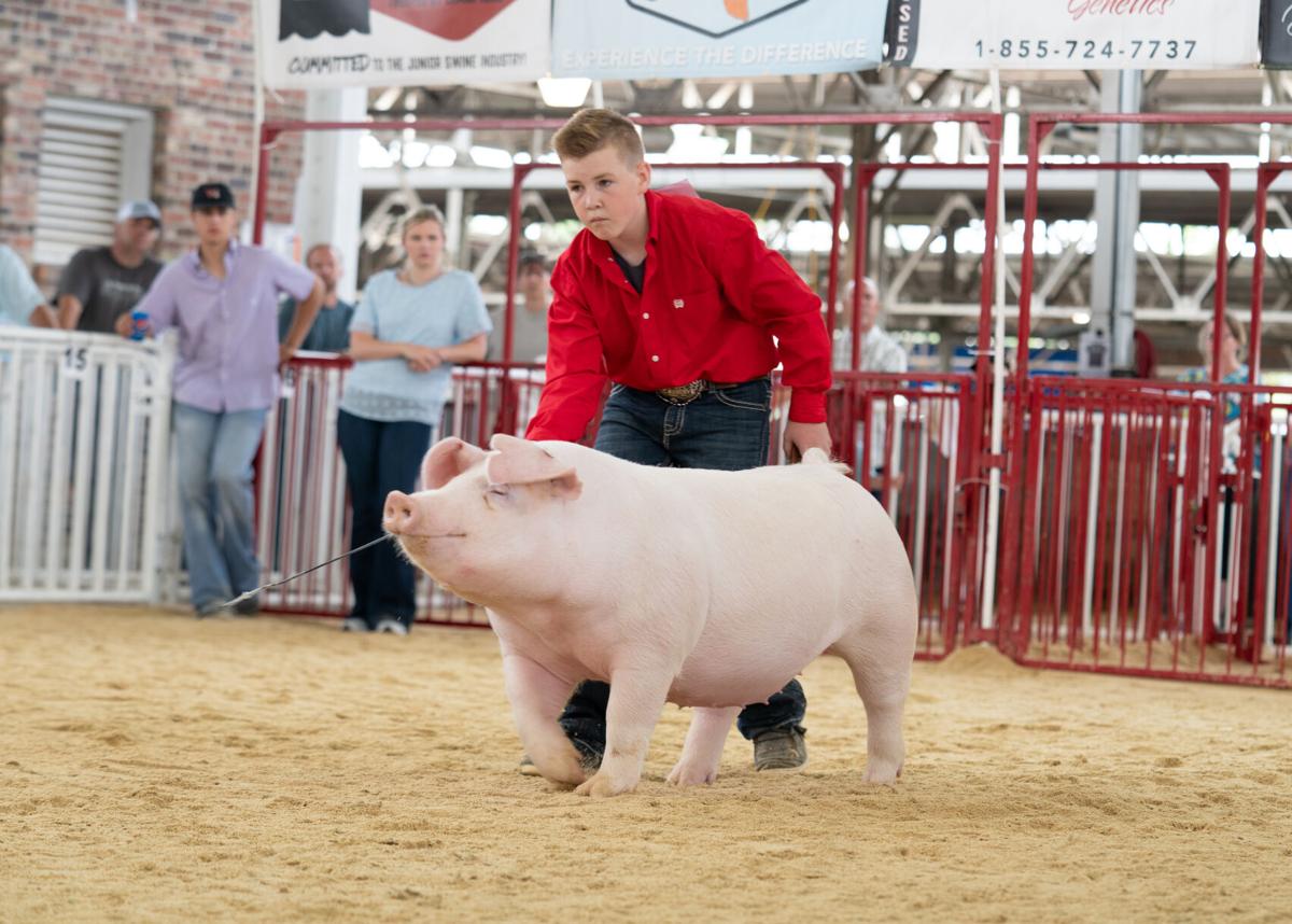Landrace hogs (1).jpg