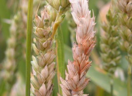 Fusarium head blight in wheat