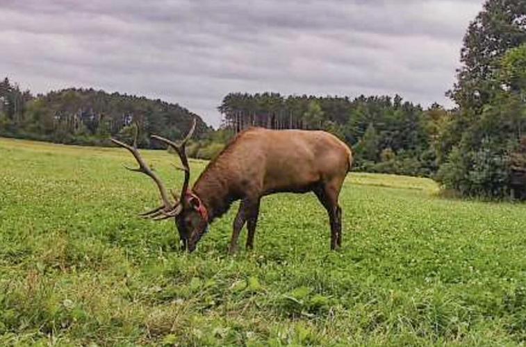 Elk
