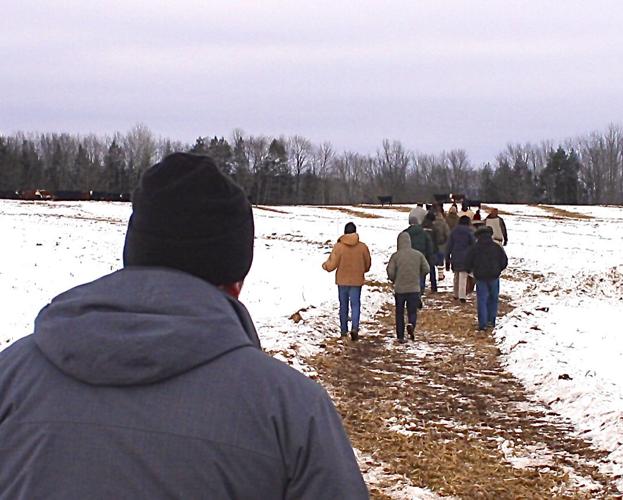 Cows