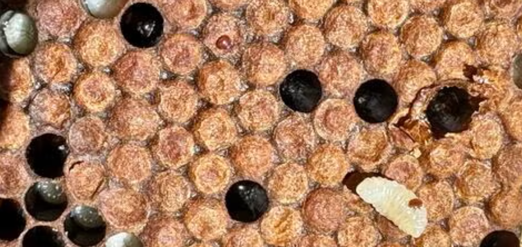 Varroa mite in cell