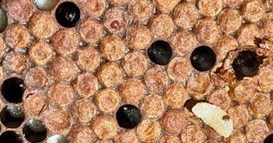 Varroa mite in cell