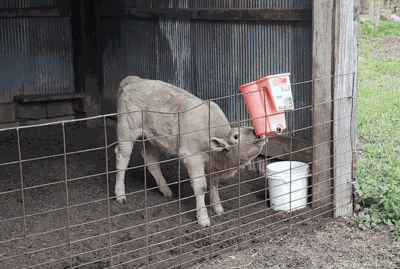 orphan calf