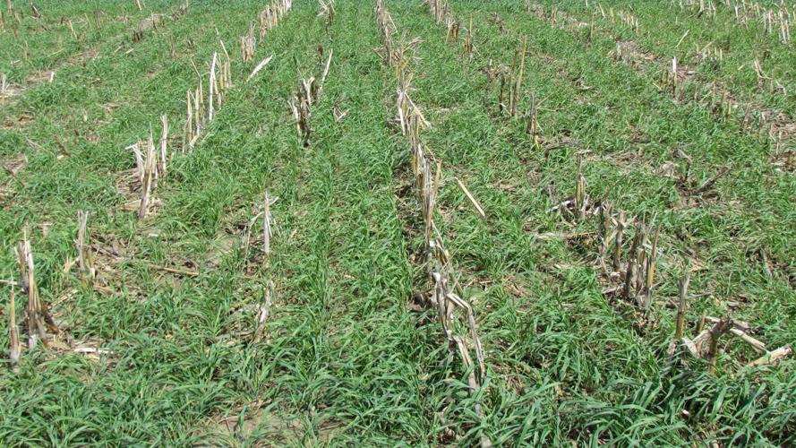 Cereal rye cover crop following corn