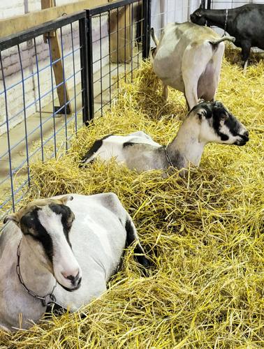 Dairy goats at Dairy Lane, 2022 Wisconsin State Fair