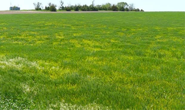 Yellow Dwarf virus
