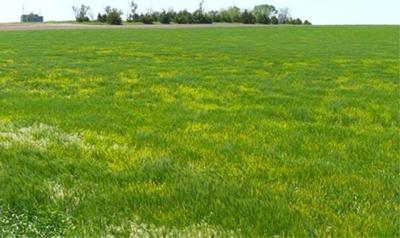 Yellow Dwarf virus