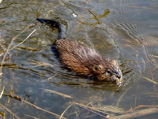Muskrat