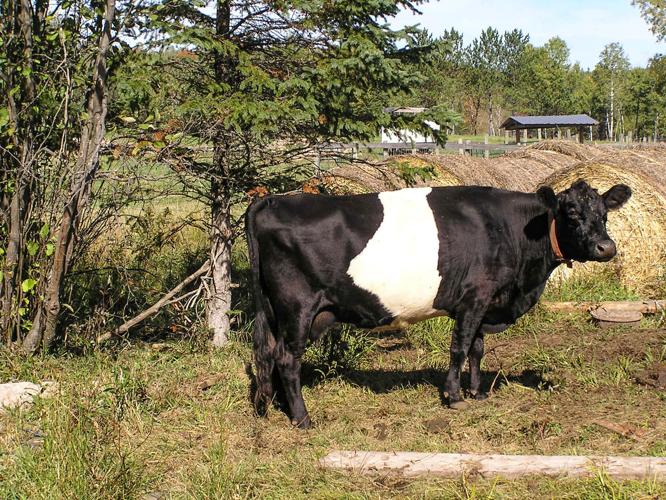 Dairy cow