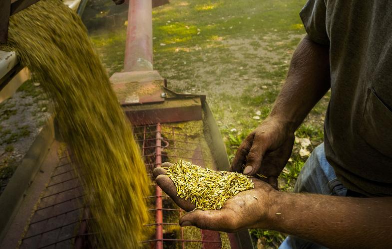 Handful of Kernza grain