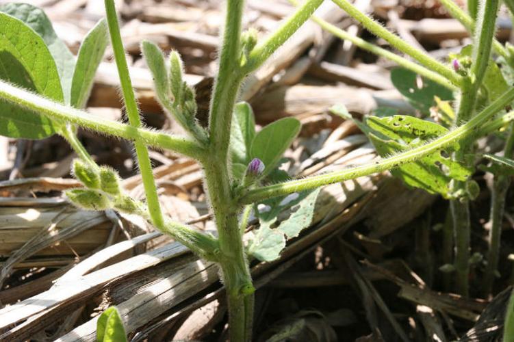 Wheel track damage to soybeans consideration