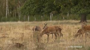 Dry conditions in U.K. create 'horrendous' situation for farmers