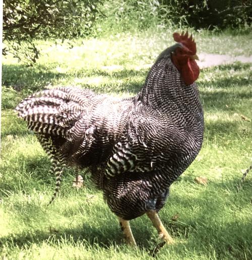 Chicken Breeds Plymouth Rock (3).jpg