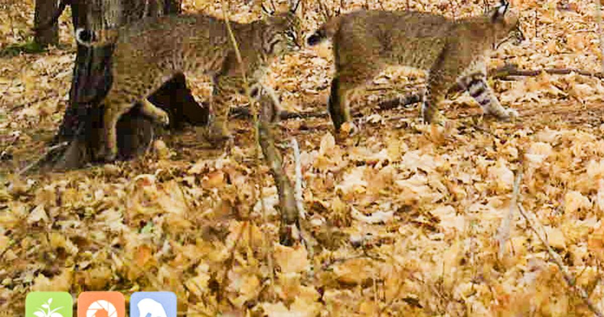 Bobcats