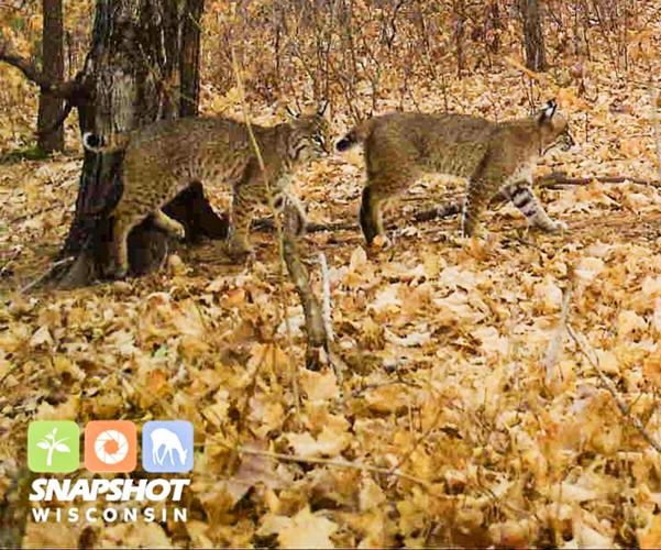 Bobcats