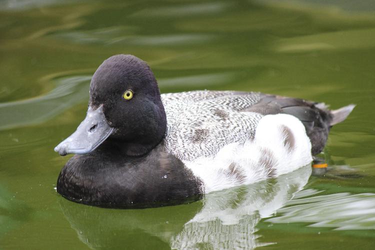 Lesser scaup duck