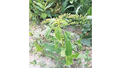 Palmer amaranth