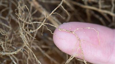 Soybean cyst nematode on soybean roots