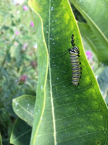 monarch caterpillar