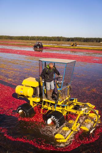 20140926_Cranberry_105.JPG