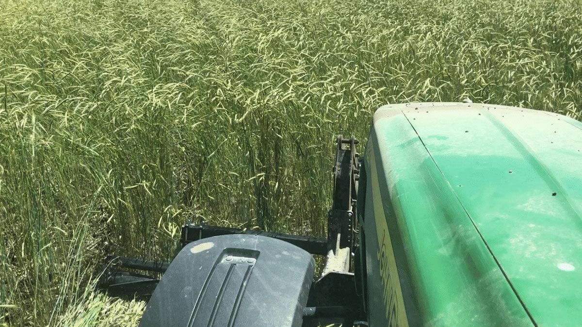 tractor crimps cereal rye