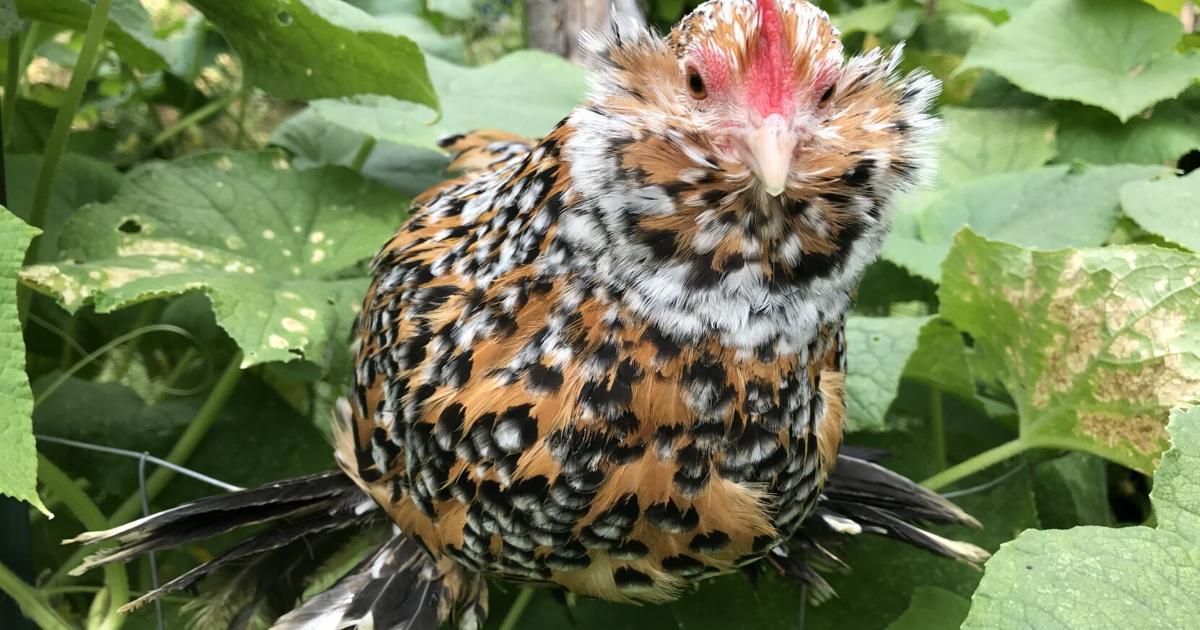 Docile, loving and beautiful: Belgian d’Uccle chickens like ‘living flowers’ | Midwest Messenger