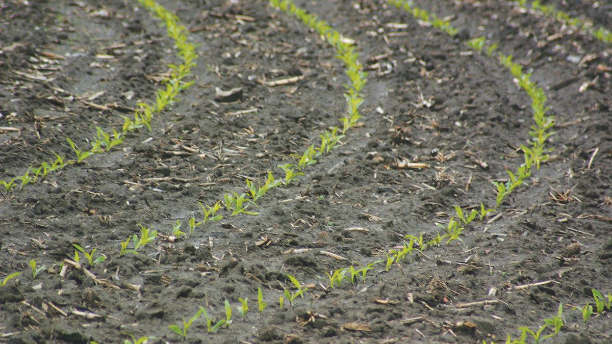 Planting