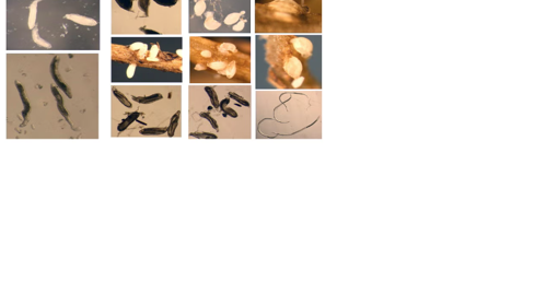 Library could impact disease resistance