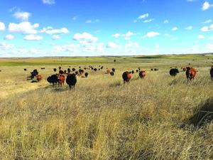 Range ready: Helping students bridge the gap between conservation and agriculture